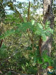 Calliandra hirsuta