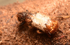 Pelonium leucophaeum