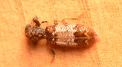 Pelonium leucophaeum