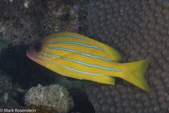 Five-Lined Snapper photo 3