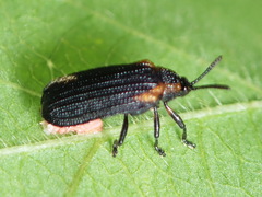 Odontota scapularis