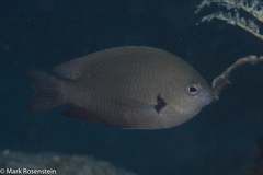 Pomacentrus microspilus