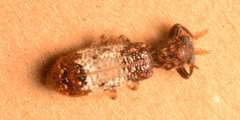 Pelonium leucophaeum
