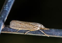 Xubida panalope