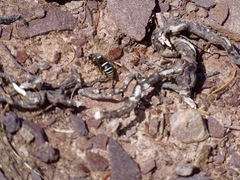 Ancistrocerus waldenii