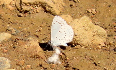 Celastrina humulus