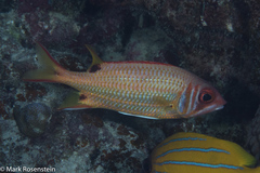 Sargocentron melanospilos