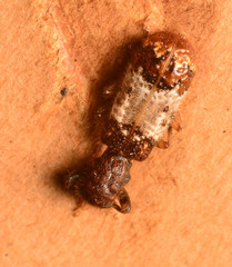 Pelonium leucophaeum