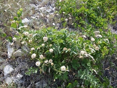 Psephellus daghestanicus