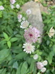 Astrantia major