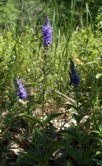 Veronica steppacea