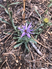Dieteria bigelovii