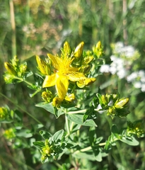Hypericum maculatum