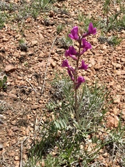 Oxytropis lambertii