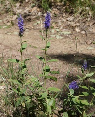 Veronica steppacea