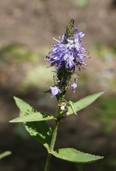 Veronica steppacea