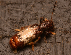 Pelonium leucophaeum