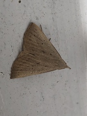 Macrochilo louisiana