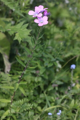 Linum hypericifolium