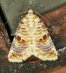 Diastema tigris
