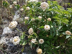 Psephellus daghestanicus