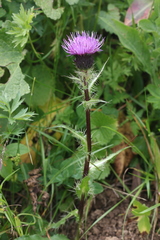 Cirsium simplex
