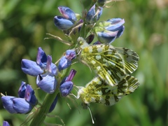 Anthocharidini