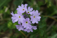 Primula algida