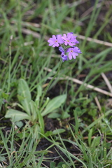 Primula algida