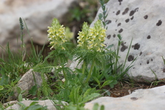Pedicularis condensata