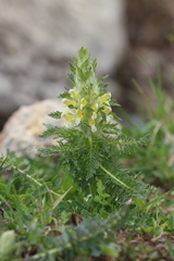 Pedicularis condensata