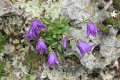 Campanula tridentata