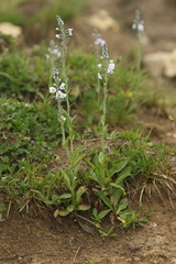 Veronica gentianoides