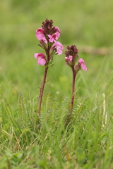 Pedicularis nordmanniana