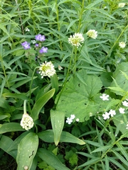 Allium victorialis