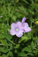 Linum hypericifolium