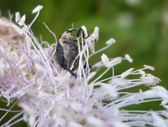Mononychus punctumalbum