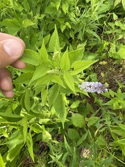 Orbexilum onobrychis