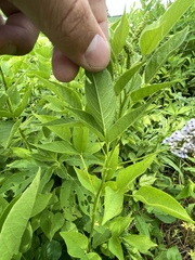 Orbexilum onobrychis