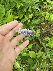 Orbexilum onobrychis