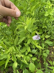 Orbexilum onobrychis