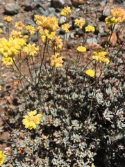 Eriogonum tripodum