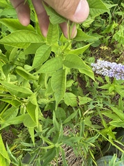 Orbexilum onobrychis