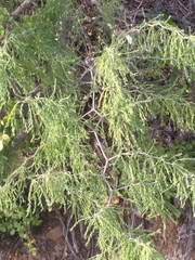 Asparagus burchellii