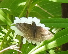 Erynnis icelus