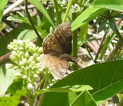 Erynnis icelus