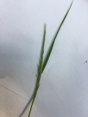 Calamagrostis varia