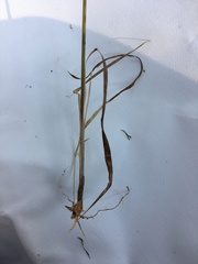 Calamagrostis varia