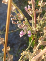 Scutellaria brevibracteata