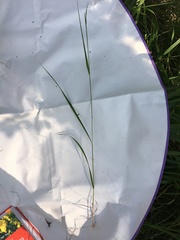 Calamagrostis varia